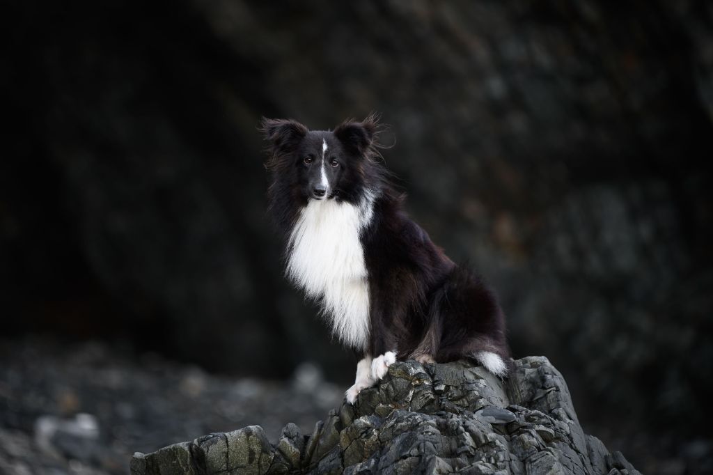 Les Shetland Sheepdog de l'affixe De L'Austra-Shet