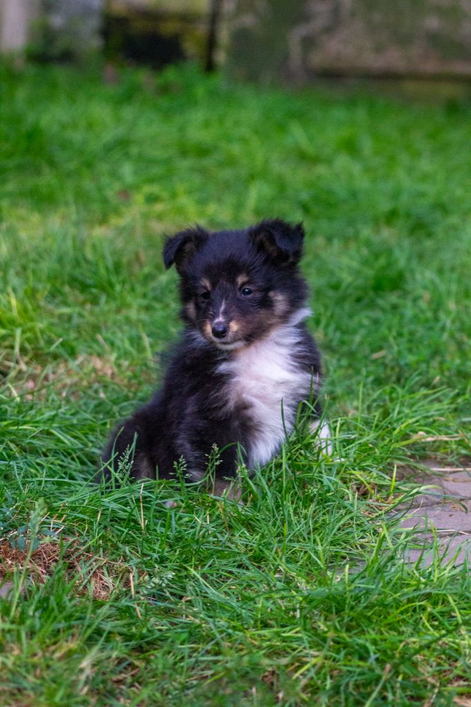 Atomique azel De L'Austra-Shet