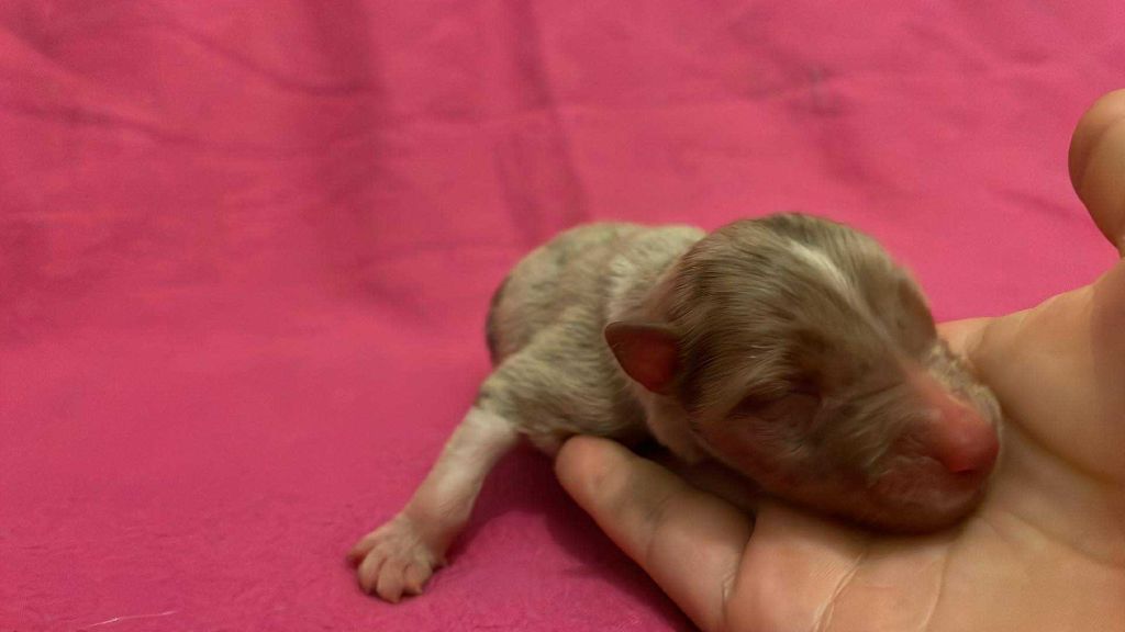 De L'Austra-Shet - Chiots disponibles - Berger Américain Miniature 
