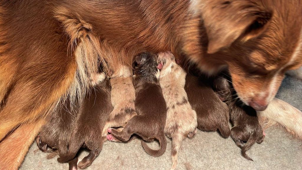 Chiot Berger Américain Miniature De L'Austra-Shet