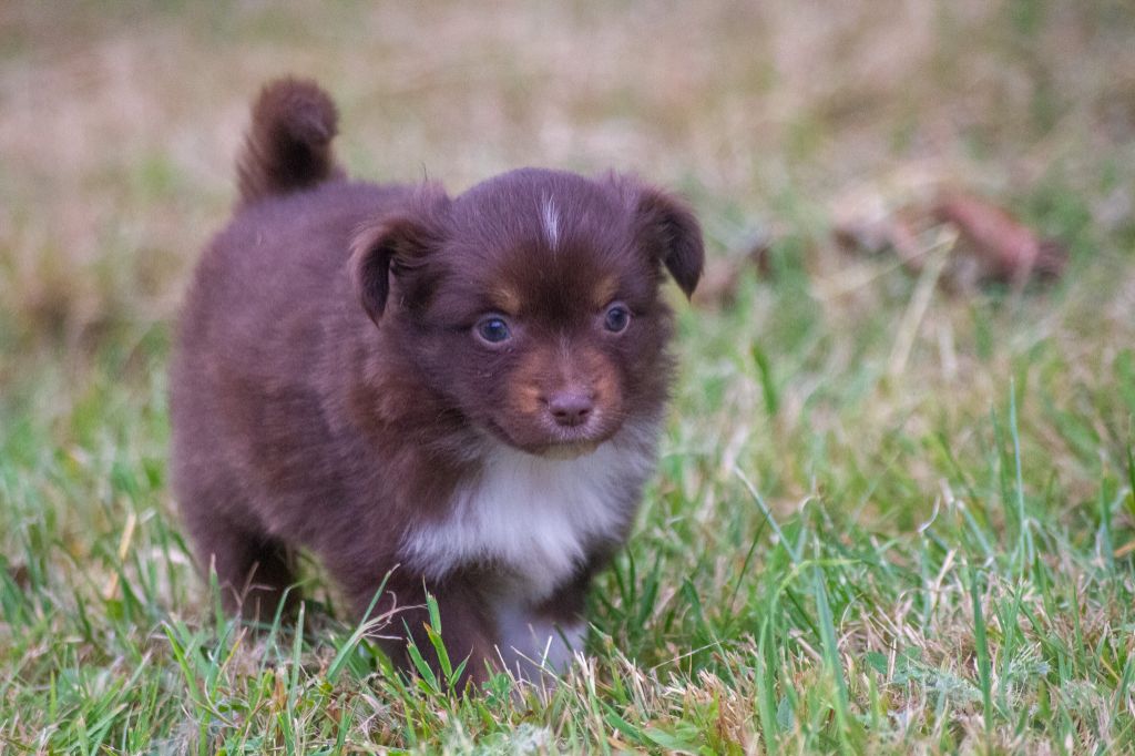 De L'Austra-Shet - Chiots disponibles - Berger Américain Miniature 