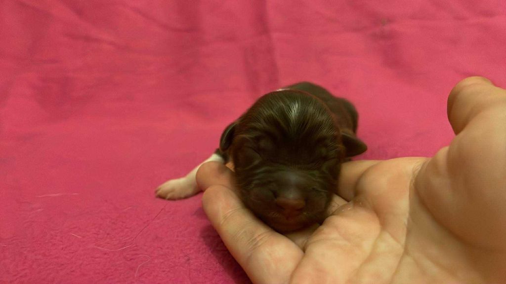 De L'Austra-Shet - Chiots disponibles - Berger Américain Miniature 