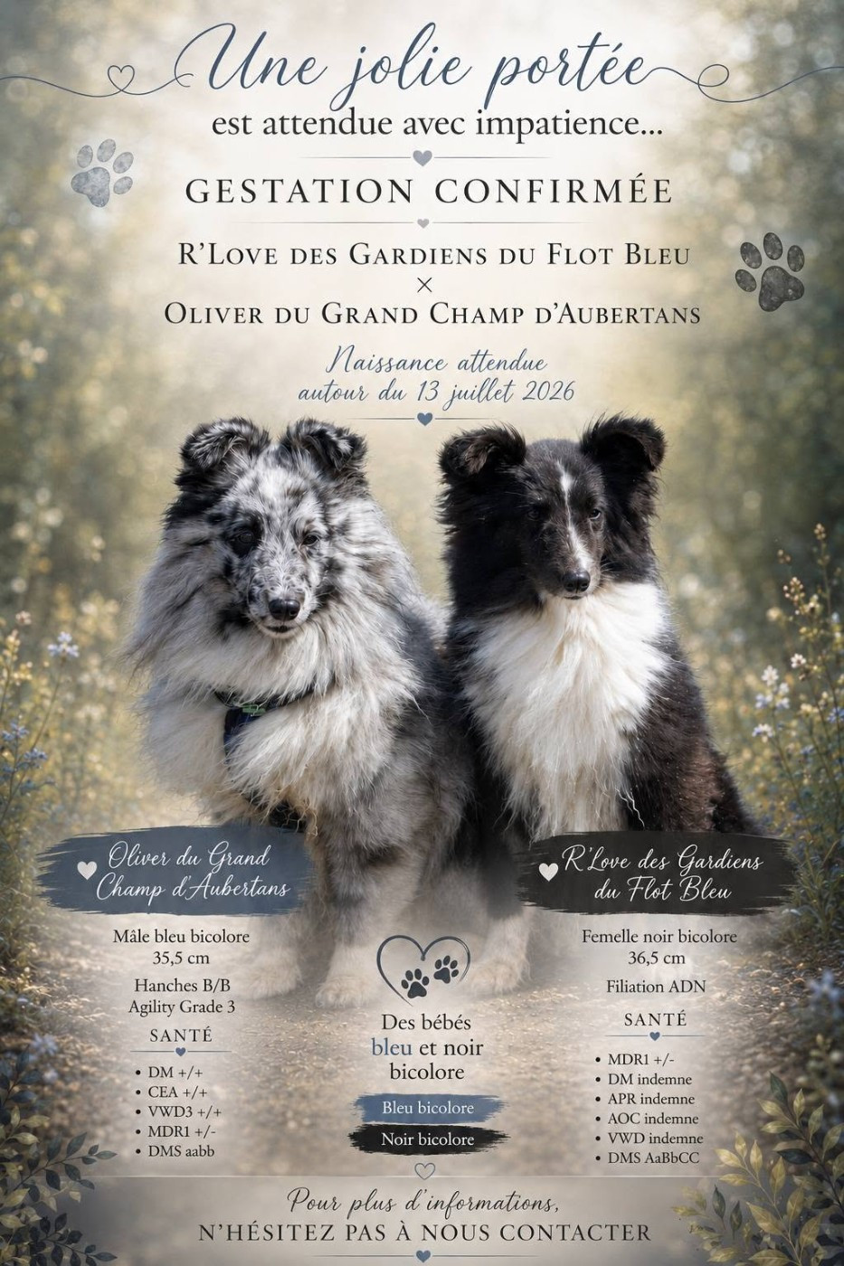 Chiot Shetland Sheepdog De L'Austra-Shet