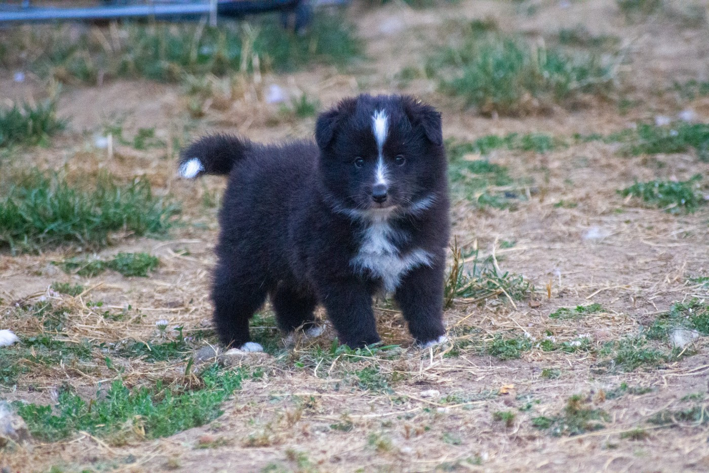 De L'Austra-Shet - Chiots disponibles - Shetland Sheepdog