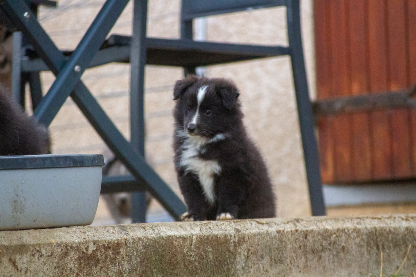 De L'Austra-Shet - Chiots disponibles - Shetland Sheepdog