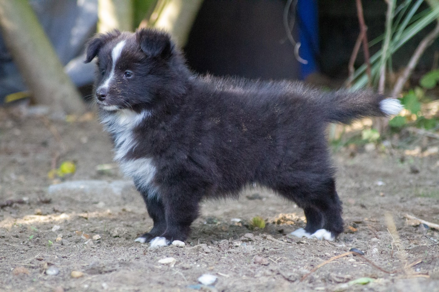De L'Austra-Shet - Chiots disponibles - Shetland Sheepdog