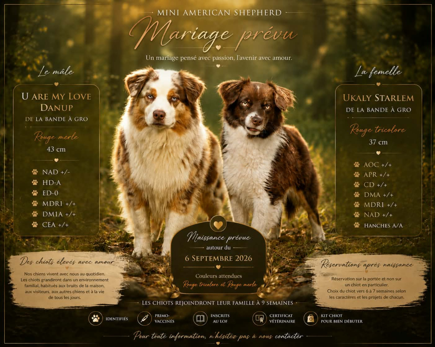 Chiot Berger Américain Miniature  De L'Austra-Shet