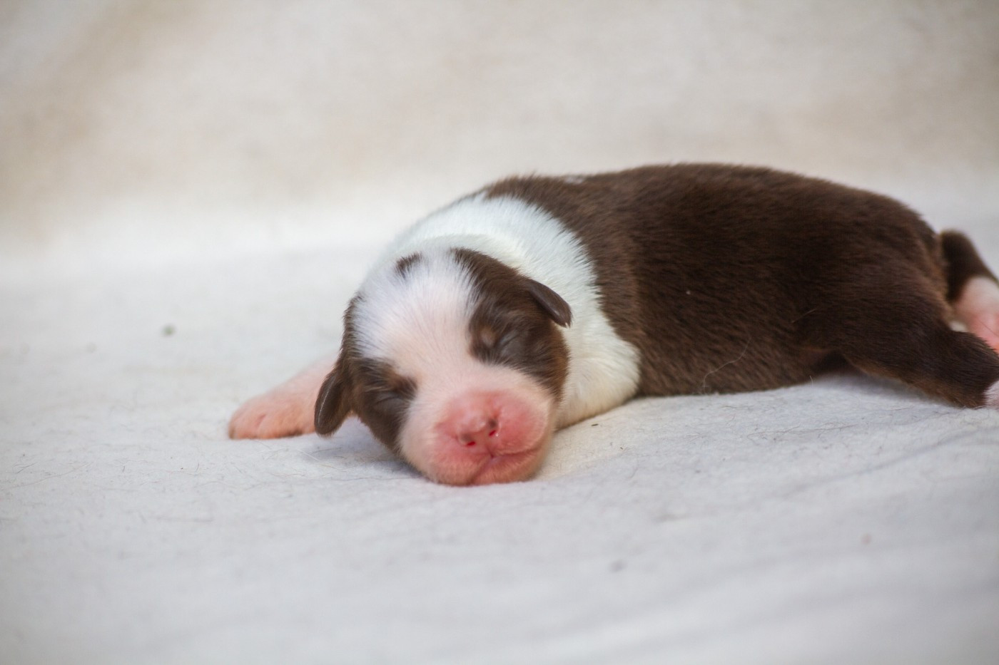 De L'Austra-Shet - Chiots disponibles - Berger Américain Miniature 