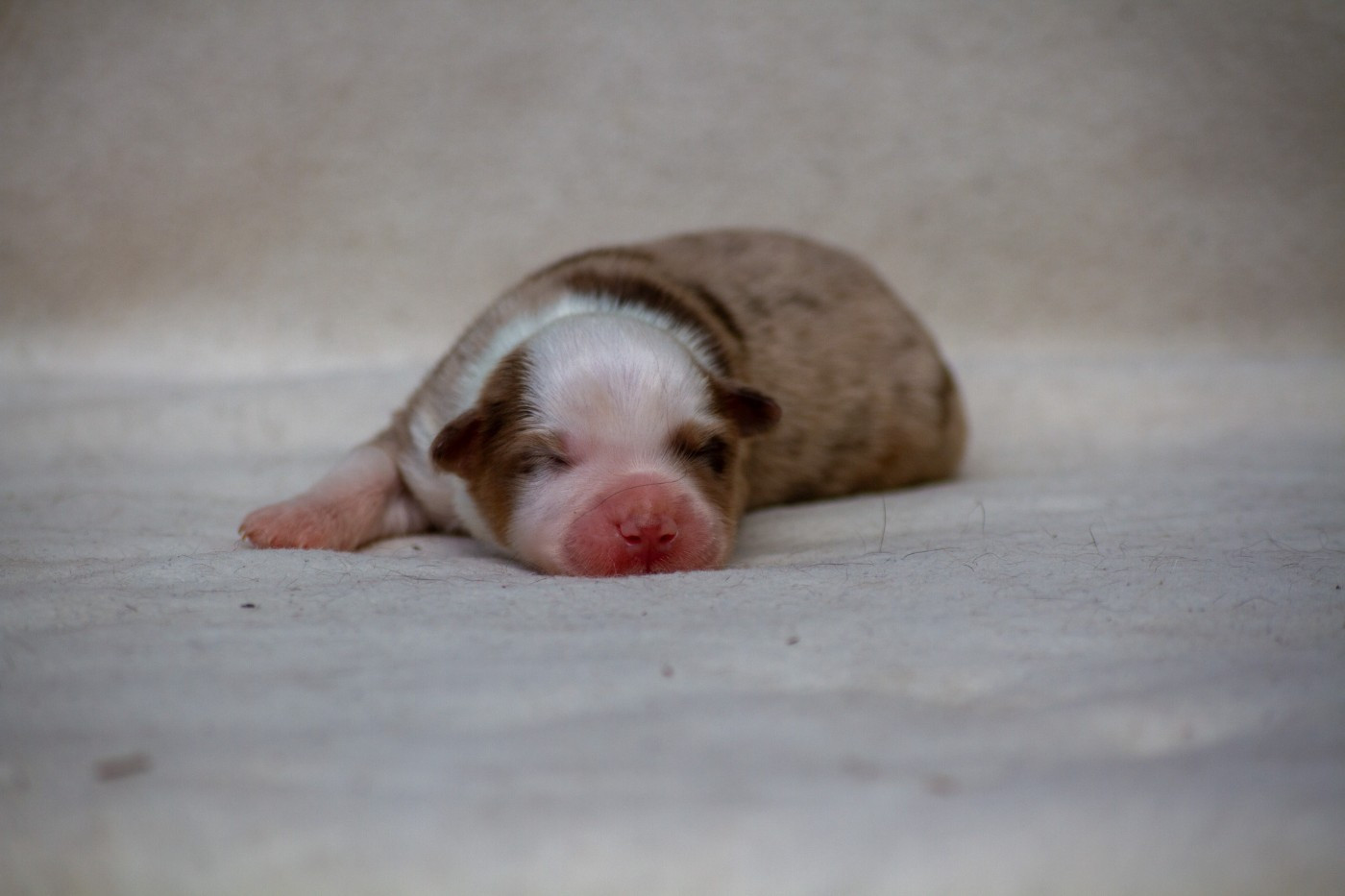 De L'Austra-Shet - Chiots disponibles - Berger Américain Miniature 
