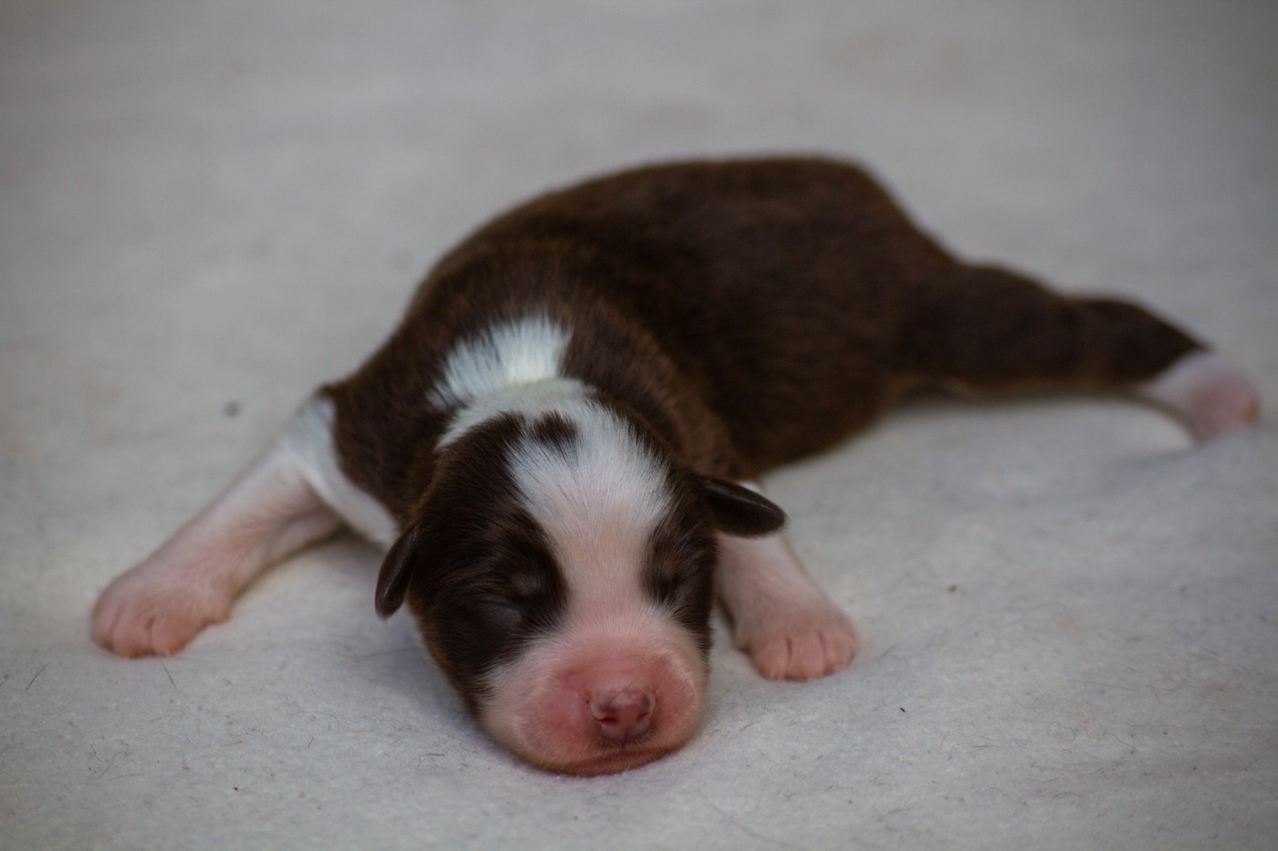 De L'Austra-Shet - Chiots disponibles - Berger Américain Miniature 