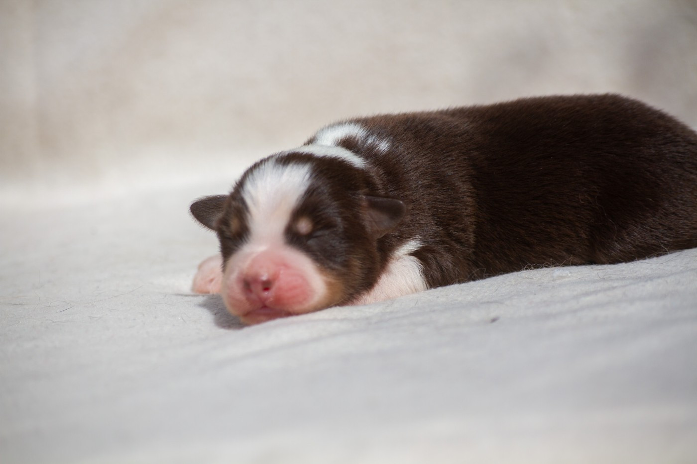 De L'Austra-Shet - Chiots disponibles - Berger Américain Miniature 