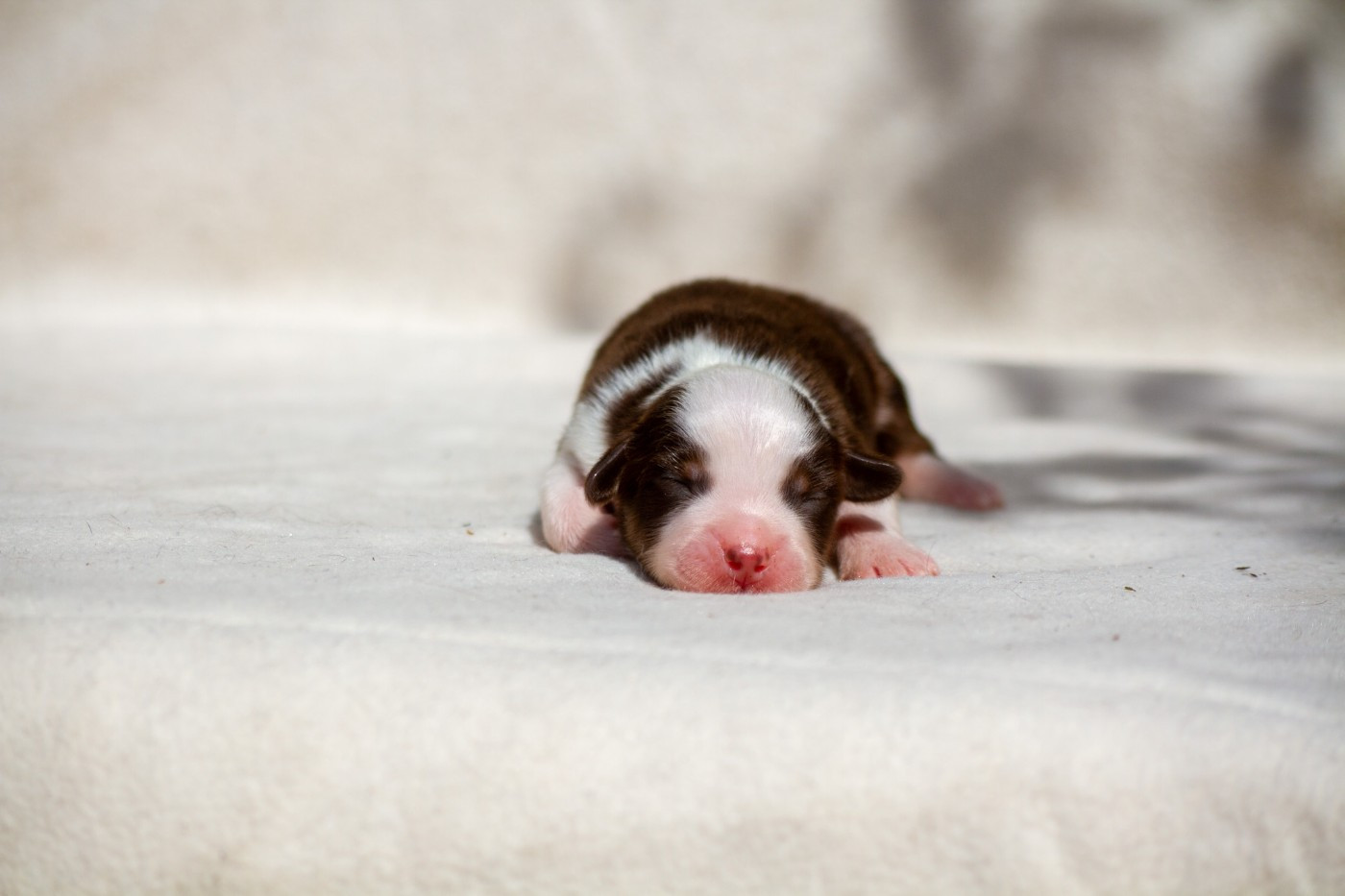 De L'Austra-Shet - Chiots disponibles - Berger Américain Miniature 