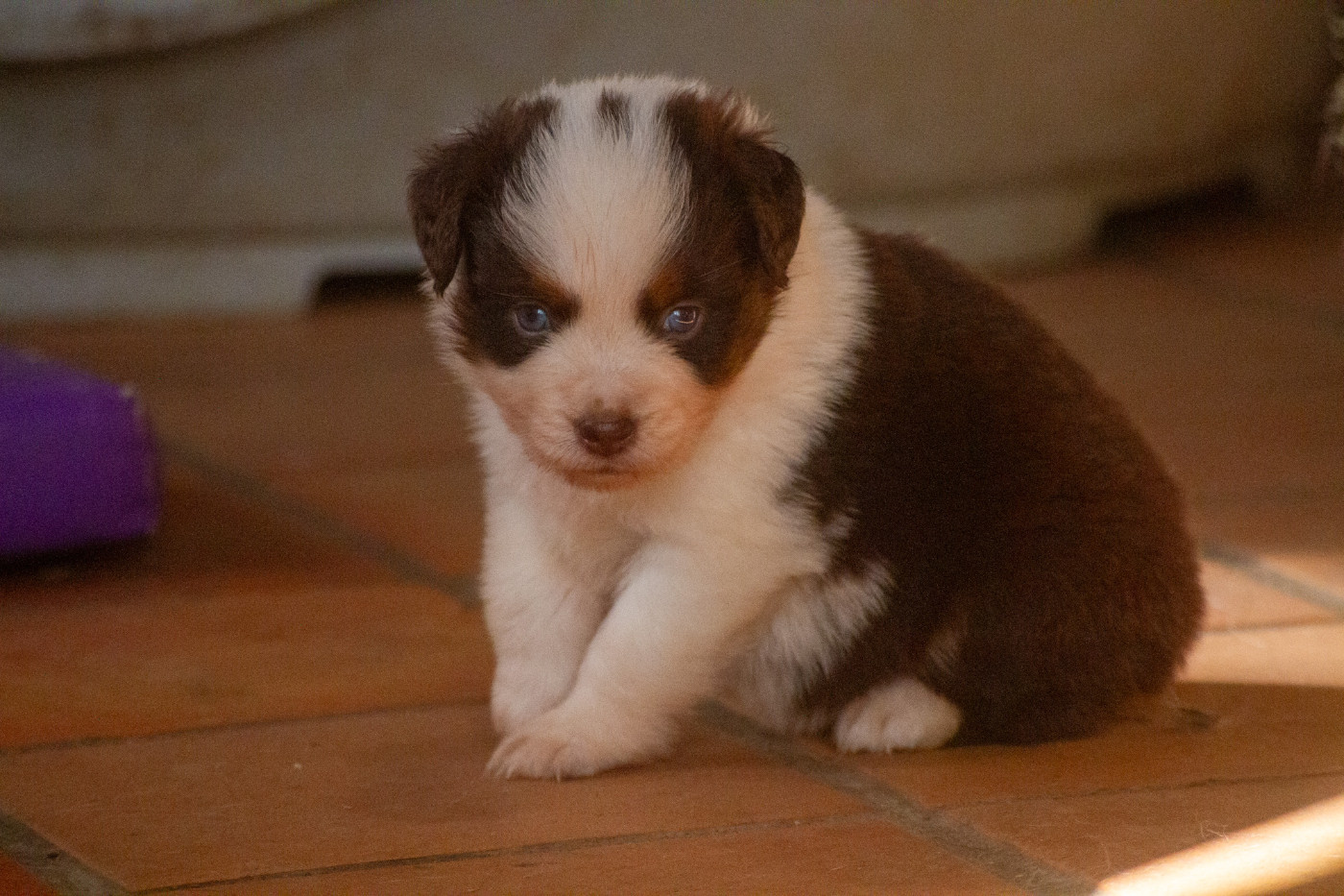De L'Austra-Shet - Chiots disponibles - Berger Américain Miniature 