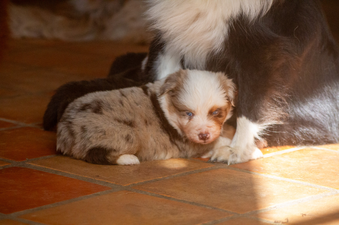 De L'Austra-Shet - Chiots disponibles - Berger Américain Miniature 