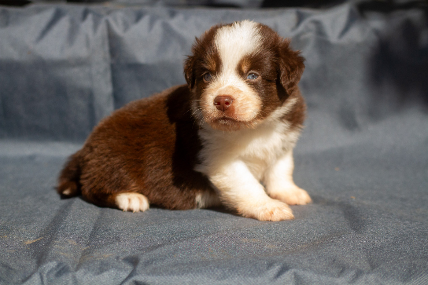 De L'Austra-Shet - Chiots disponibles - Berger Américain Miniature 