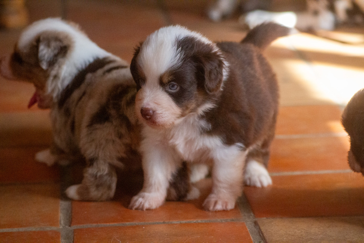 De L'Austra-Shet - Chiots disponibles - Berger Américain Miniature 