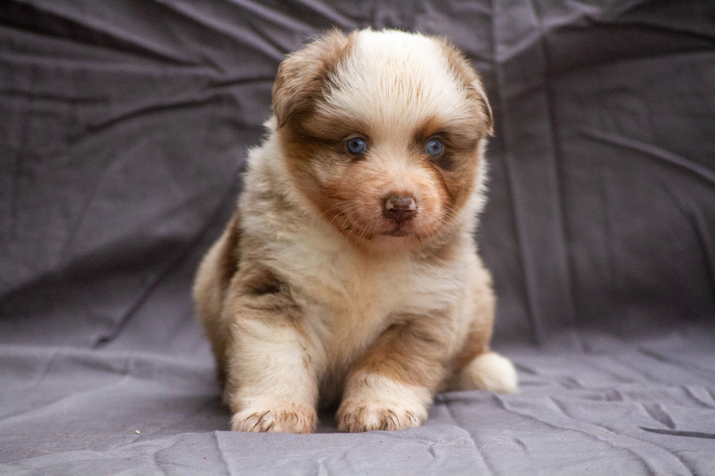 De L'Austra-Shet - Chiots disponibles - Berger Américain Miniature 