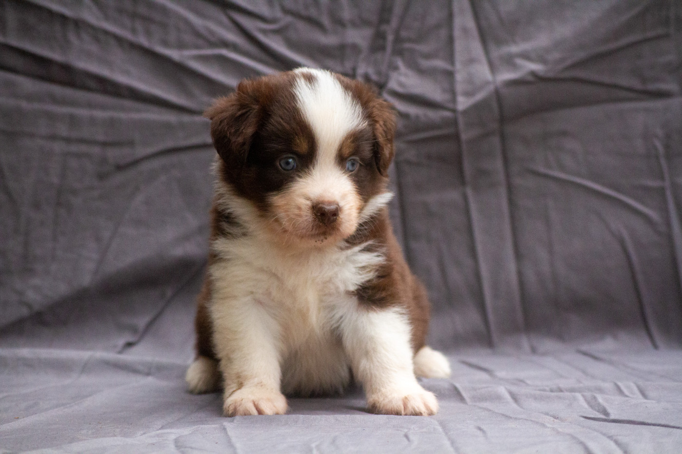 De L'Austra-Shet - Chiots disponibles - Berger Américain Miniature 