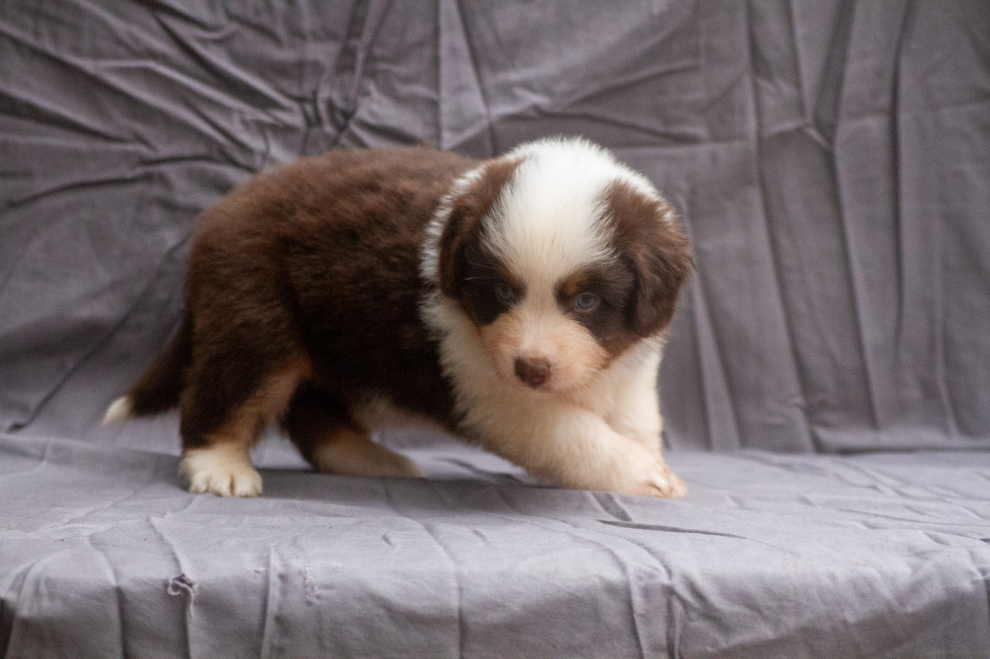 De L'Austra-Shet - Chiots disponibles - Berger Américain Miniature 
