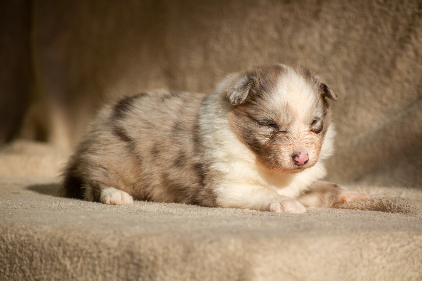 De L'Austra-Shet - Chiots disponibles - Shetland Sheepdog
