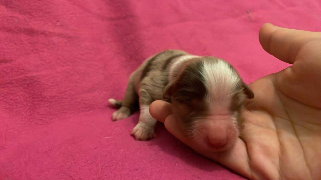 De L'Austra-Shet - Chiots disponibles - Berger Américain Miniature 