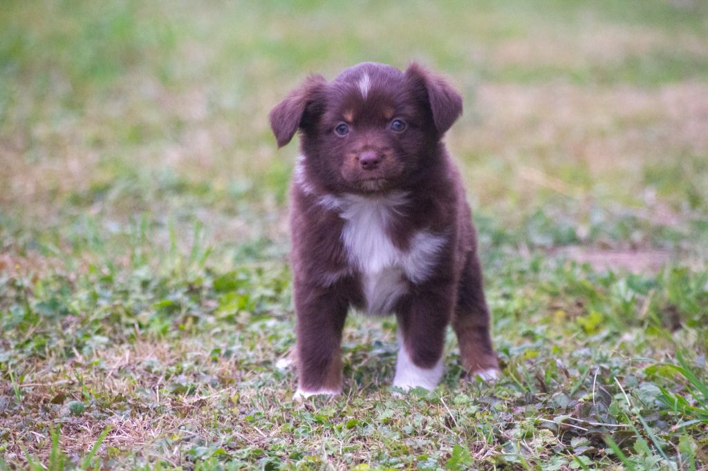 De L'Austra-Shet - Chiots disponibles - Berger Américain Miniature 