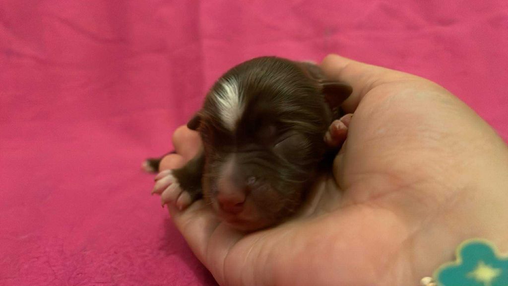 De L'Austra-Shet - Chiots disponibles - Berger Américain Miniature 