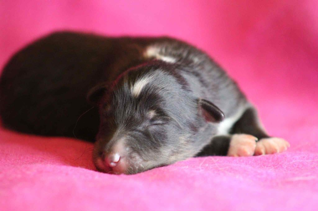 De L'Austra-Shet - Chiots disponibles - Shetland Sheepdog