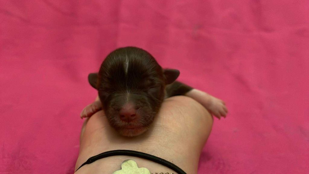 De L'Austra-Shet - Chiots disponibles - Berger Américain Miniature 
