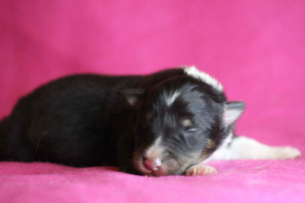 De L'Austra-Shet - Chiots disponibles - Shetland Sheepdog