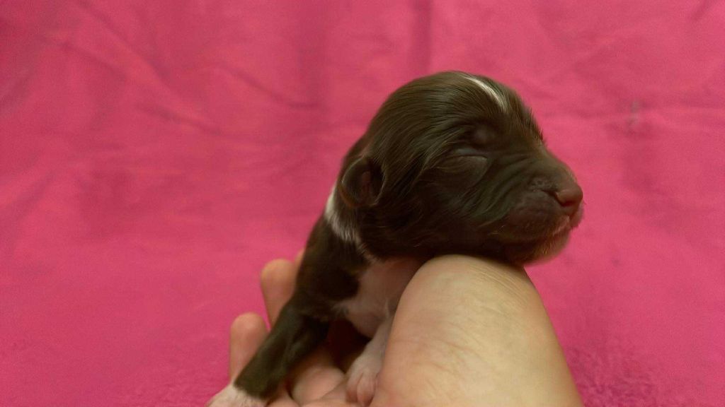 De L'Austra-Shet - Chiots disponibles - Berger Américain Miniature 