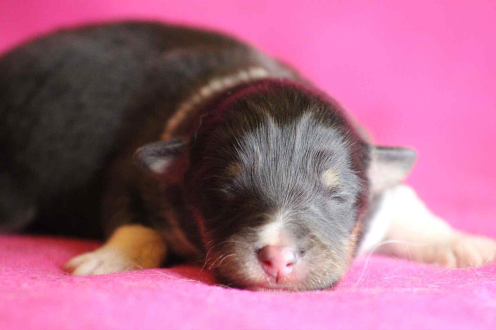 De L'Austra-Shet - Chiots disponibles - Shetland Sheepdog