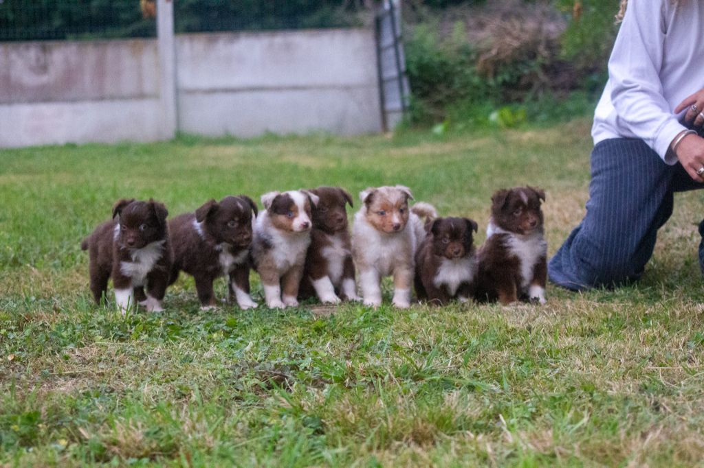 Chiot Berger Américain Miniature  De L'Austra-Shet