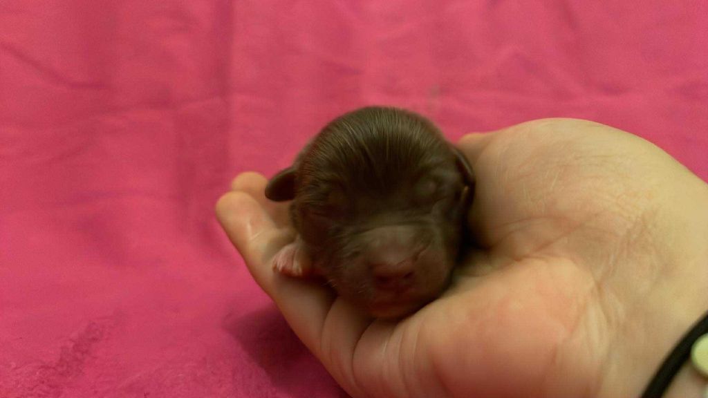 De L'Austra-Shet - Chiots disponibles - Berger Américain Miniature 