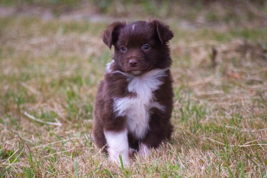 De L'Austra-Shet - Chiots disponibles - Berger Américain Miniature 